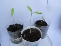 20120221_Bzauber_Balconi_klein.webp