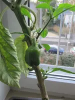 20120221_Paprika1_klein.webp