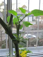 20120221_Paprika2_klein.webp