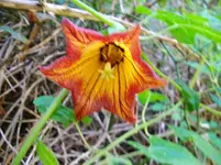 2012-1- Teneriffa  kan. Glockenblume 2.webp