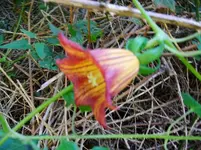 2012-1- Teneriffa  kan. Glockenblume 3.webp