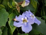 2012-1- Teneriffa Thunbergia 2.jpg