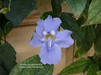 2012-1- Teneriffa Thunbergia 1.webp
