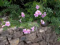 2012-1. Teneriffa Trompetenwein.webp