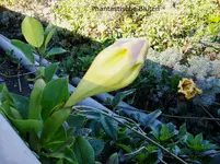 2012-1- Teneriffa 11.webp