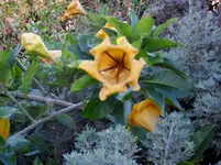 2012-1- Teneriffa 12.webp