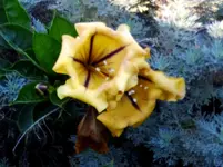2012-1- Teneriffa 13.webp