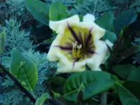 2012-1- Teneriffa 14.webp