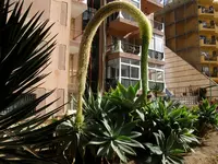 2012-1- Teneriffa 030-2.webp