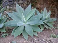 2012-1- Teneriffa 213-2.webp