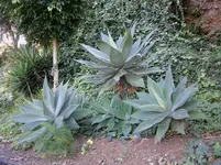 2012-1- Teneriffa 214-2.webp