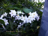 2012-1- Teneriffa 401-2.webp