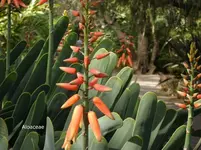2012-1- Teneriffa Aloe 1.webp