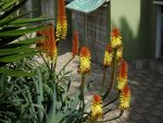 2012-1- Teneriffa Aloe 2.jpg