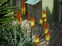 2012-1- Teneriffa Aloe 2.webp