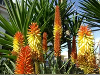 2012-1- Teneriffa Aloe 3.webp