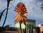 2012-1- Teneriffa Aloe  4.jpg