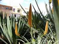 2012-1- Teneriffa Aloe  5.webp