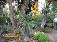 2012-1- Teneriffa Aloe 6.webp