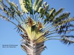 2012-1- Teneriffa Baum der Reisenden.jpg