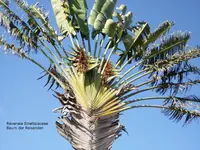 2012-1- Teneriffa Baum der Reisenden.webp