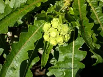 2012-1- Teneriffa Gänsedistel .webp