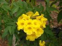 2012-1- Teneriffa Goldtrompete 2.webp