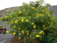 2012-1- Teneriffa Goldtrompete .webp