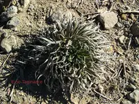 2012-1- Teneriffa junge Taginasten .webp