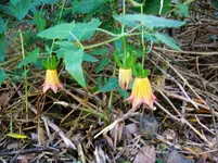 2012-1- Teneriffa kan. Glockenblume 1.webp