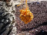 2012-1- Teneriffa kanarische Dattelpalme.webp