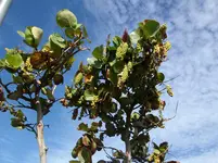 2012-1- Teneriffa Meerestraube2.webp