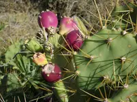 2012-1- Teneriffa Opuntien2.webp