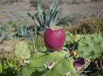 2012-1- Teneriffa Opuntien 3.webp