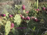 2012-1- Teneriffa Opuntien.webp