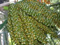 2012-1 -Teneriffa Ruikiu Zucker Palme.webp