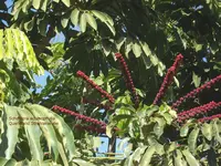 2012-1- Teneriffa Strahlenaralie.webp