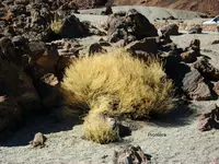 2012-1- Teneriffa verblühte Besenrauke.webp