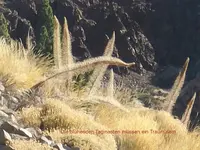 2012-1- Teneriffa verblühte Taginasten 2.webp