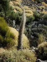 2012-1- Teneriffa verblühte Taginasten .webp