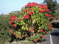 2012-1- Teneriffa Weihnachtsstern 2.webp