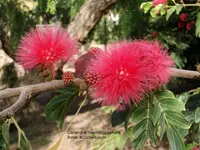 2012-1. Teneriffa Puderquastenstrauchl.webp