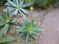 2012-1.14.Teneriffa 042.webp
