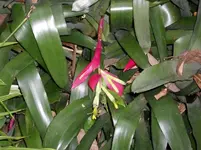 2012-1.14.Teneriffa Hummerschere 2.webp