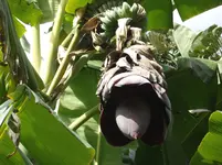 2012-1. Teneriffa Banane.webp