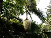 2012-1. Teneriffa Spindel Futterpalme.webp