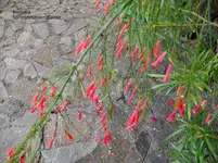 2012-1. Teneriffa Springbrunnenpflanze.webp