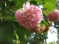 2012-1.Teneriffa rispiger Hortensiestrauch2.webp