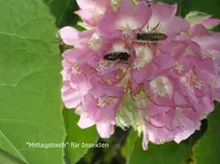 2012-1.Teneriffa rispiger Hortensiestrauch.webp