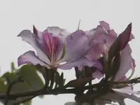 2012-1- Teneriffa bunte Bauhinie 3.webp